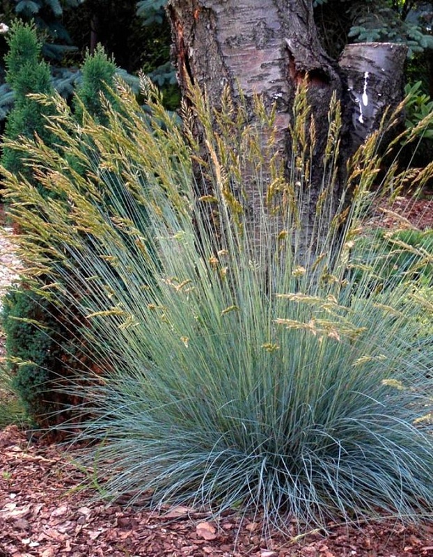 Геликтотрихон (Овсец вечнозеленый) 1 шт Р9